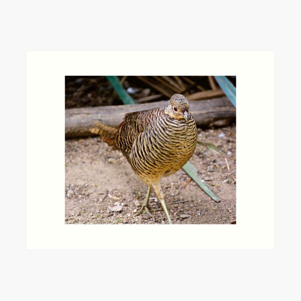 EXOTIC ~ Lady Amherst Pheasant iU79j6tj by David Irwin Art Print