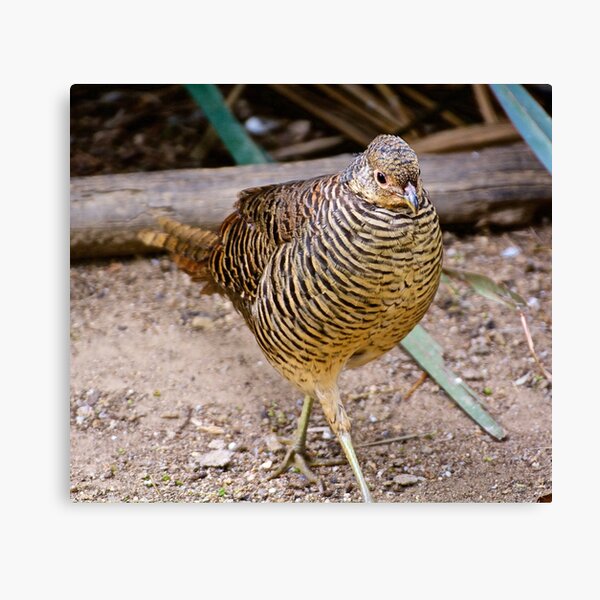 EXOTIC ~ Lady Amherst Pheasant by David Irwin Canvas Print