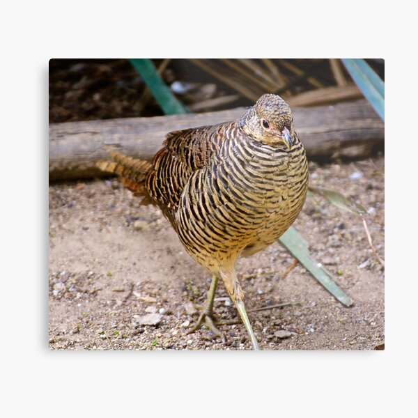 EXOTIC ~ Lady Amherst Pheasant iU79j6tj by David Irwin Metal Print