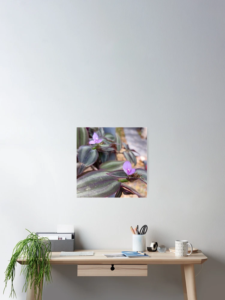 Thumbnail 2 of 3, Poster, Flowering Vine designed and sold by RudyYoder.