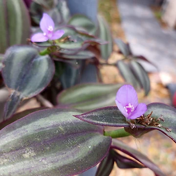 Artwork thumbnail, Flowering Vine by RudyYoder