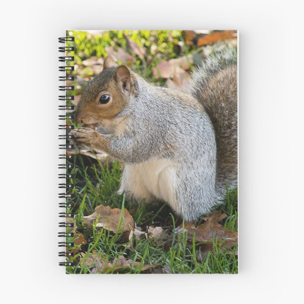 Item preview, Squirrel and nut designed and sold by GeordieBoi.