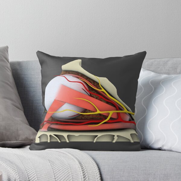 Artikelvorschau, Begriffsbild der Anatomie des menschlichen Auges. entworfen und verkauft von StocktrekImages.
