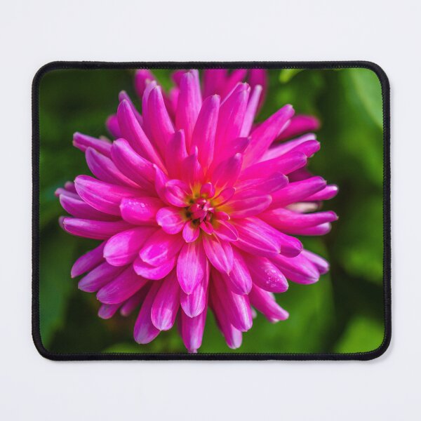 Item preview, Dalia rosa designed and sold by WesleyBarr.
