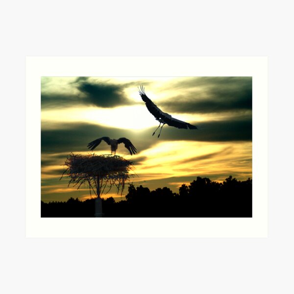 Sunset Art Print