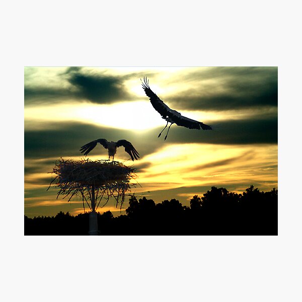 Sunset Photographic Print