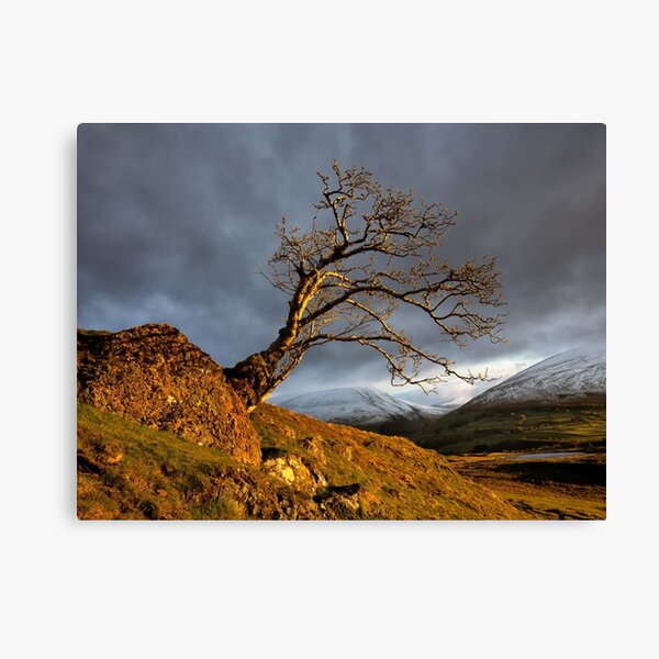 Low Rigg Lone Tree Golden Hour Canvas Print