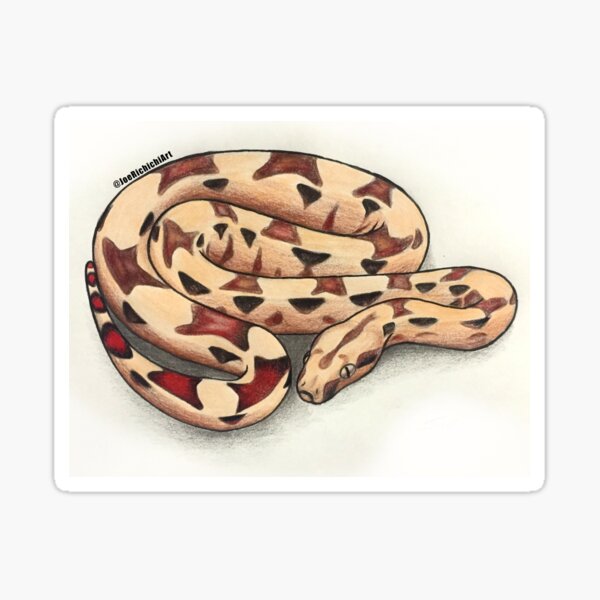 Colombian Red Tail Boa Sticker