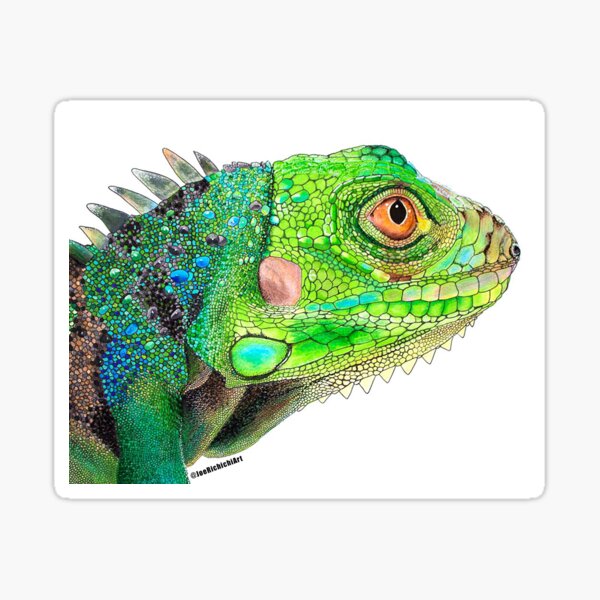 Green Iguana Sticker