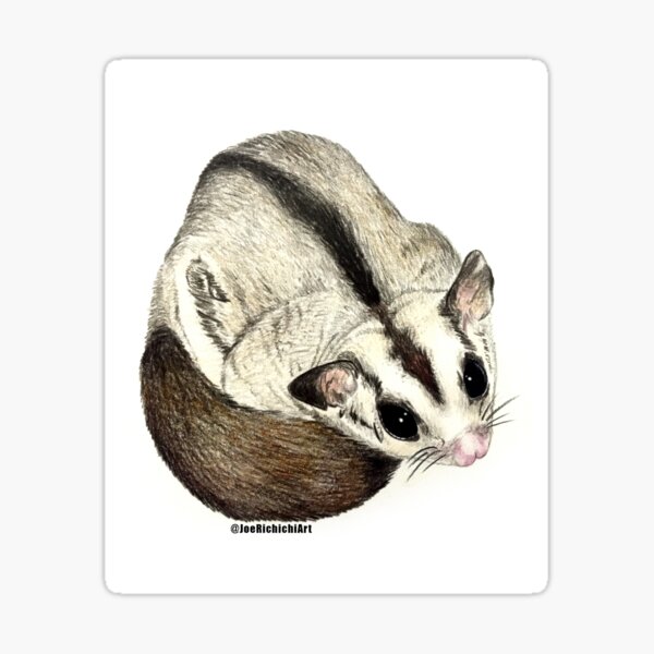 Sugar Glider Sticker