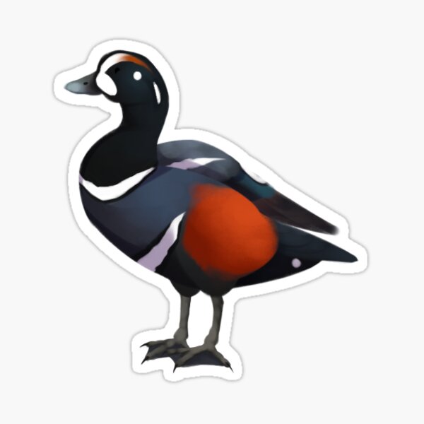 harlequin duck Sticker
