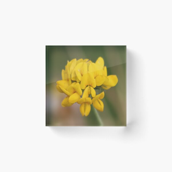 Item preview, Birdsfoot Trefoil designed and sold by AnnDixon.