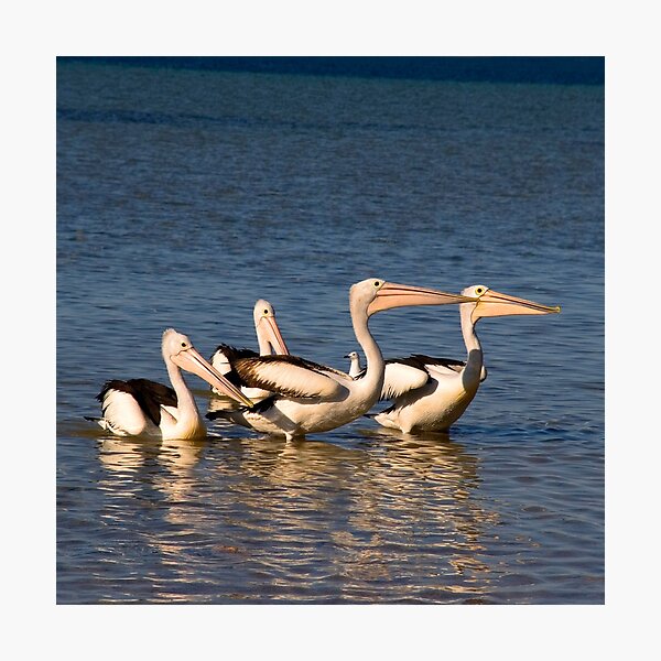 Item preview, Pelican Dance designed and sold by Paul Gilbert.