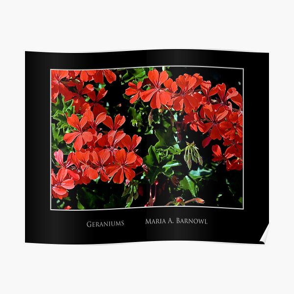 Geraniums - Cool Stuff Poster