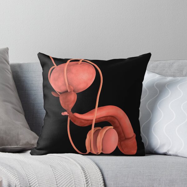 Item preview, Conceptual image of human male reproductive organs. designed and sold by StocktrekImages.