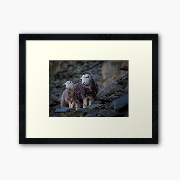 Item preview, Herdwick Sheep At Honister Pass designed and sold by Phil Buckle.