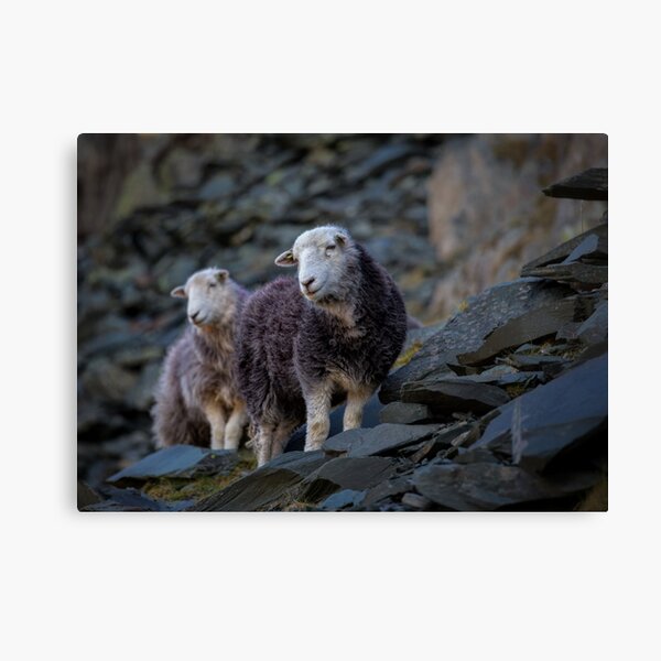 Herdwick Sheep At Honister Pass Canvas Print