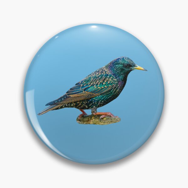Item preview, Beautiful Starling designed and sold by Dalyndigital Photography.