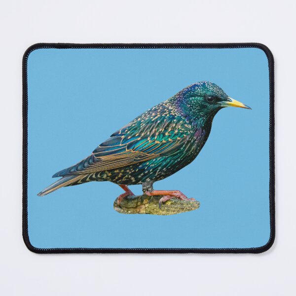 Item preview, Beautiful Starling designed and sold by Dalyndigital Photography.