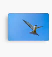 Fly away Canvas Print