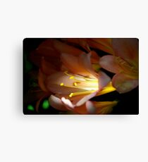 Flower in the light Canvas Print