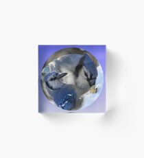 Blue Jays in einem Ball Acrylblock