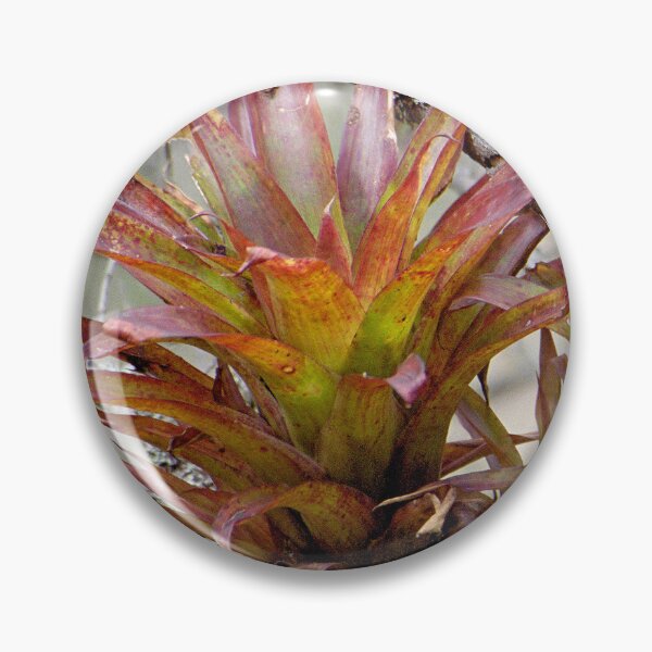 Item preview, Bromeliad designed and sold by Paris Lee.