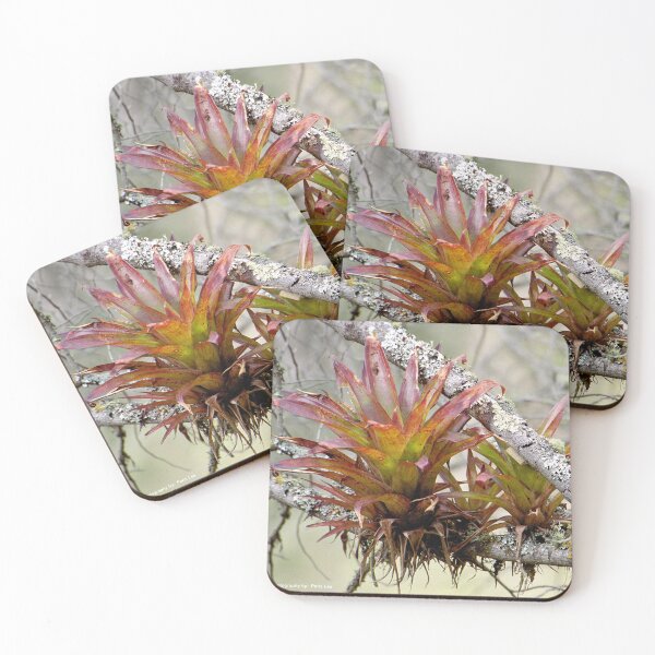 Item preview, Bromeliad designed and sold by Paris Lee.