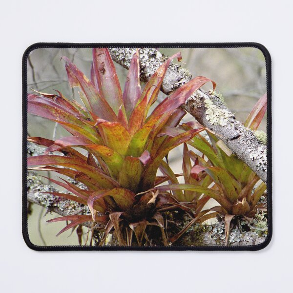 Item preview, Bromeliad designed and sold by Paris Lee.