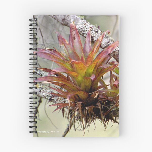 Item preview, Bromeliad designed and sold by Paris Lee.