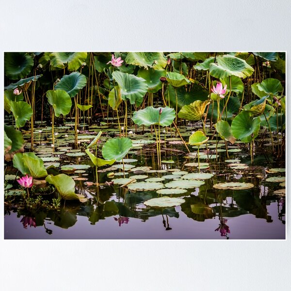 Item preview, Water Lilies Yellow Water designed and sold by Russell Charters.
