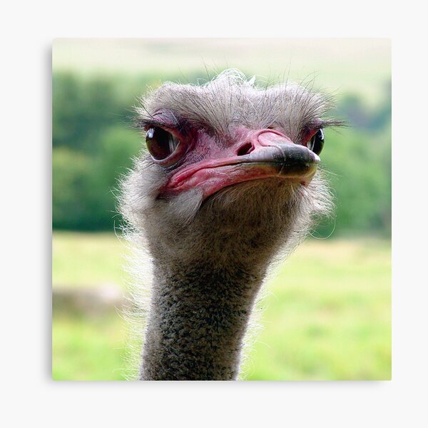 Fred the ostrich Art Board Print for Sale by Cloebeth73