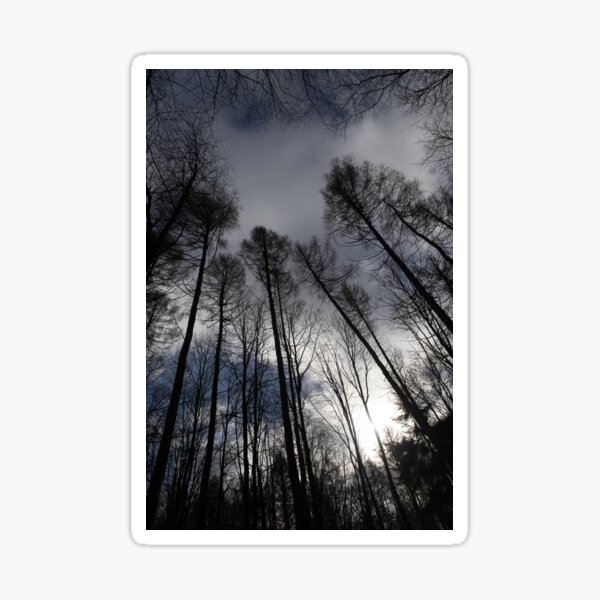 Item preview, Looking up at the Tree Tops designed and sold by Calidris Fotografie Steffi & Ben Köppler.