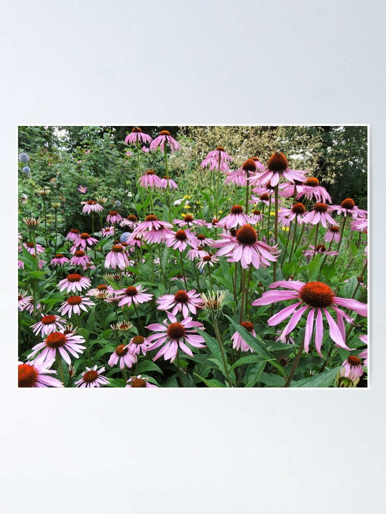 "Pink Echinacea/Coneflowers" Poster for Sale by TwistedClassics Redbubble