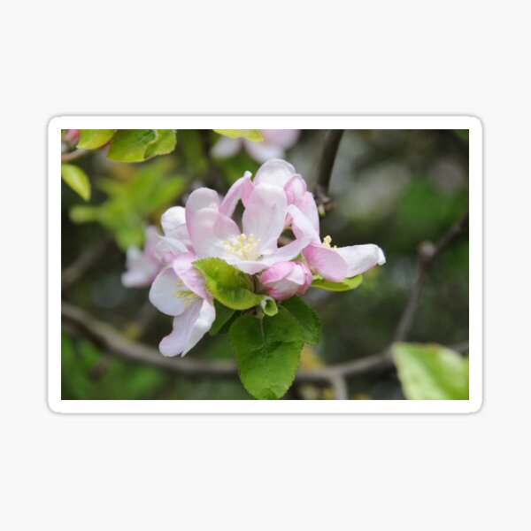 Apfelblüte Sticker