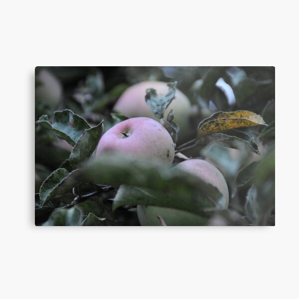 Apfel Metallbild