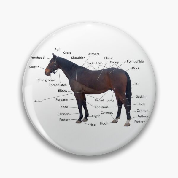 Item preview, Anatomía de un caballo designed and sold by janccy.