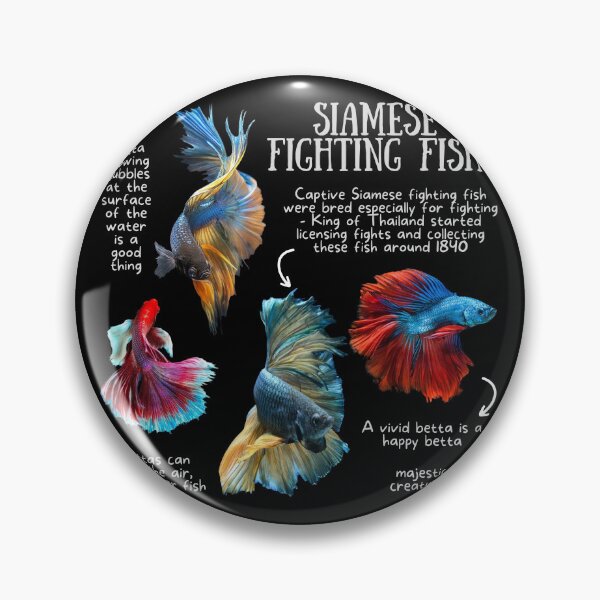 Item preview, Siamese Fighting Fish Fun Facts designed and sold by KyleNesas.