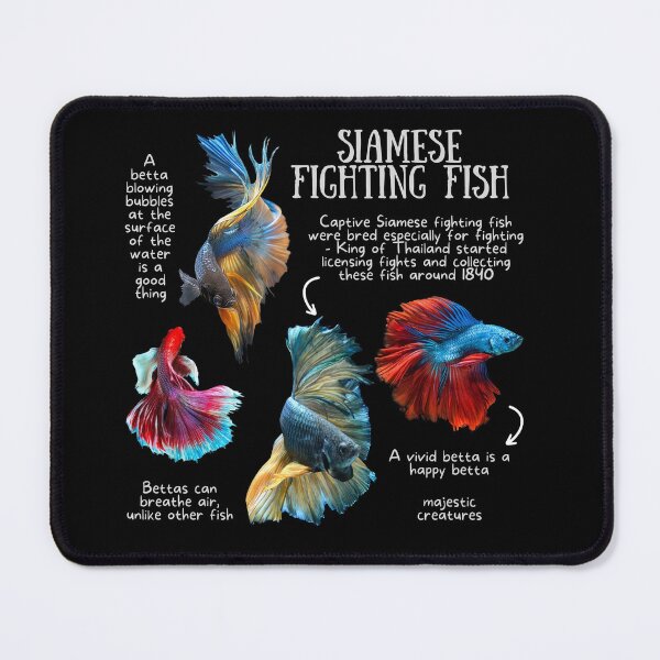 Item preview, Siamese Fighting Fish Fun Facts designed and sold by KyleNesas.