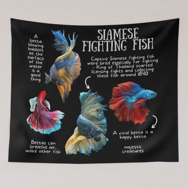 Item preview, Siamese Fighting Fish Fun Facts designed and sold by KyleNesas.