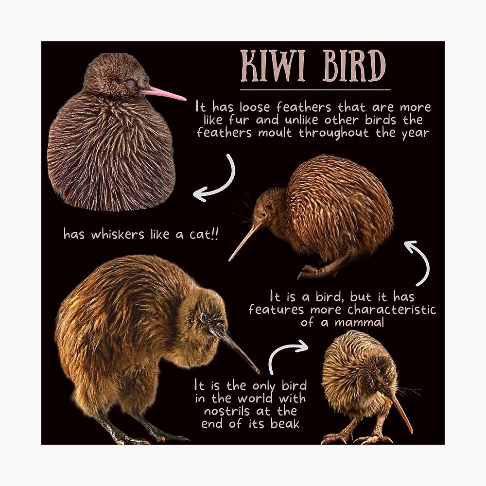 Kiwi the smol