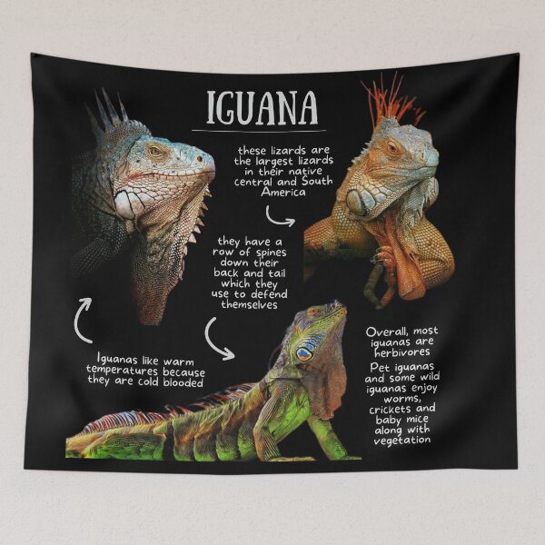 Item preview, Iguana Fun Facts designed and sold by KyleNesas.