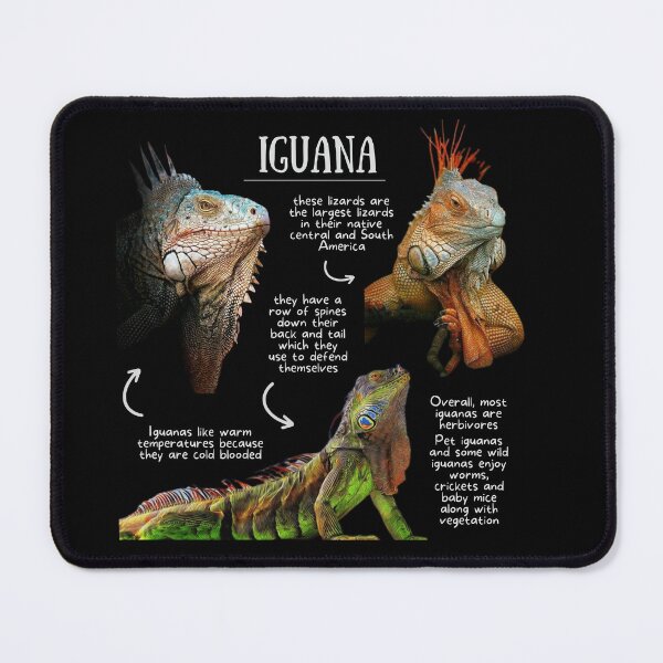 Item preview, Iguana Fun Facts designed and sold by KyleNesas.