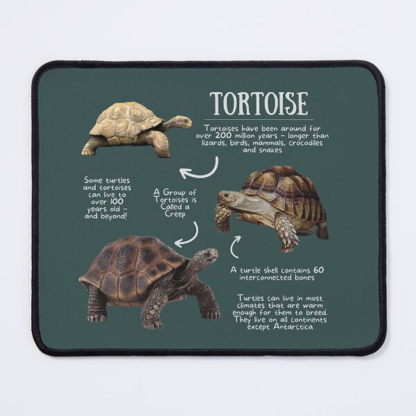 Item preview, Tortoise Fun Facts designed and sold by KyleNesas.