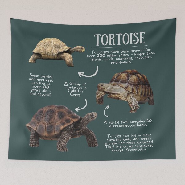 Item preview, Tortoise Fun Facts designed and sold by KyleNesas.