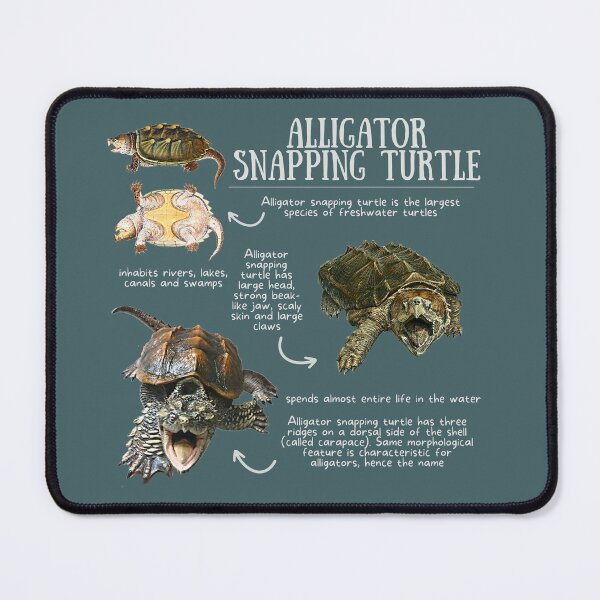 Item preview, Alligator Snapping Turtle Fun Facts designed and sold by KyleNesas.