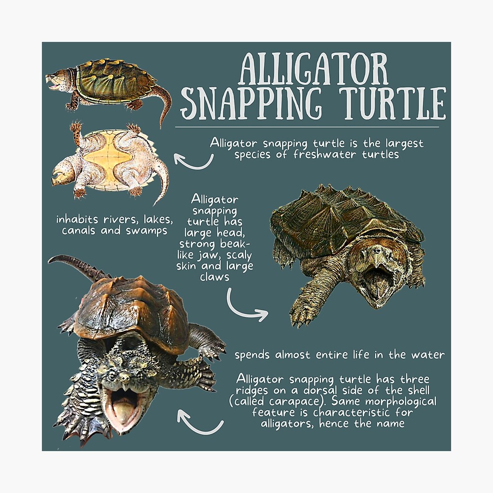 fun facts about alligator snapping turtles