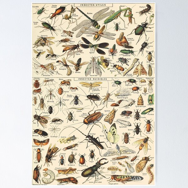 Item preview, Vintage Insect designed and sold by ind3finite.