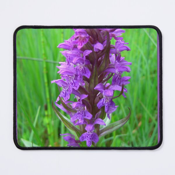 Item preview, Dactylorhiza maculata (Geflecktes Knabenkraut) designed and sold by angel1.