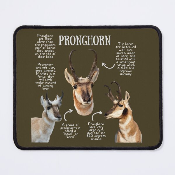 Item preview, Pronghorn Fun Facts designed and sold by KyleNesas.